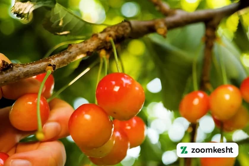 1765999527714-393844460.webp کاشت آلبالو