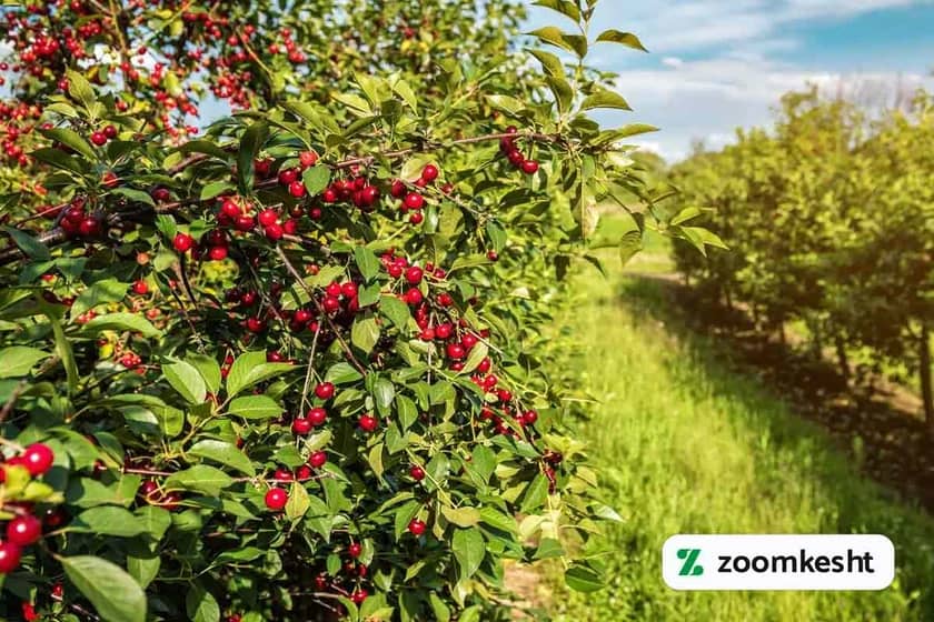 1765999531217-55952219.webp 1765999531217-55952219.webp