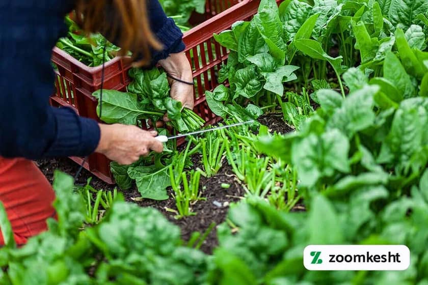 1765999532915-881278616.webp برداشت اسفناج