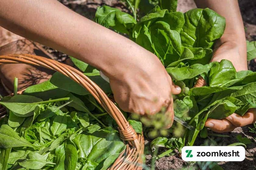 1765999534216-319967478.webp برداشت اسفناج