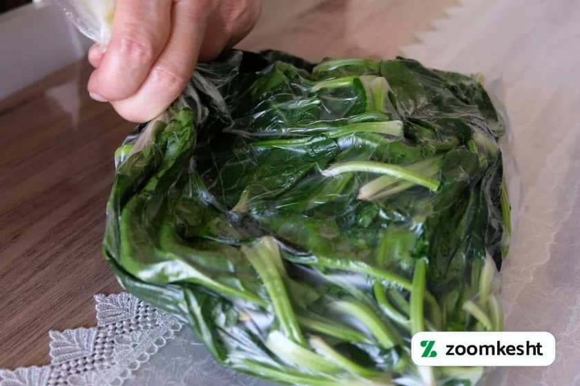 1765999536785-548484973.webp برداشت اسفناج