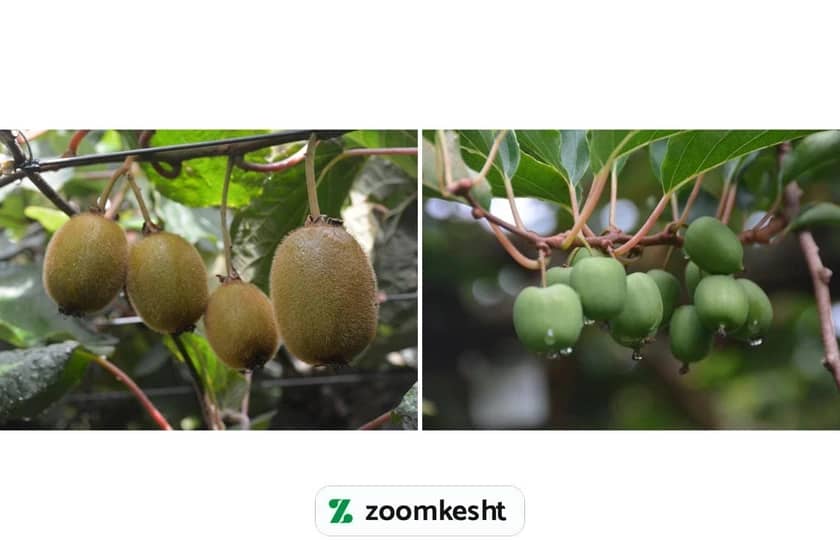 1765999540621-648263428.webp کوددهی درخت کیوی