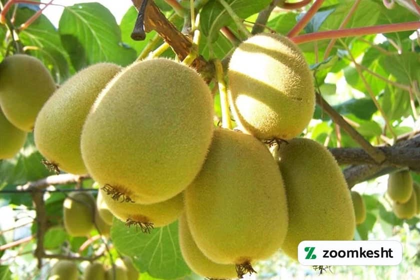 1765999541722-427023851.webp کوددهی درخت کیوی