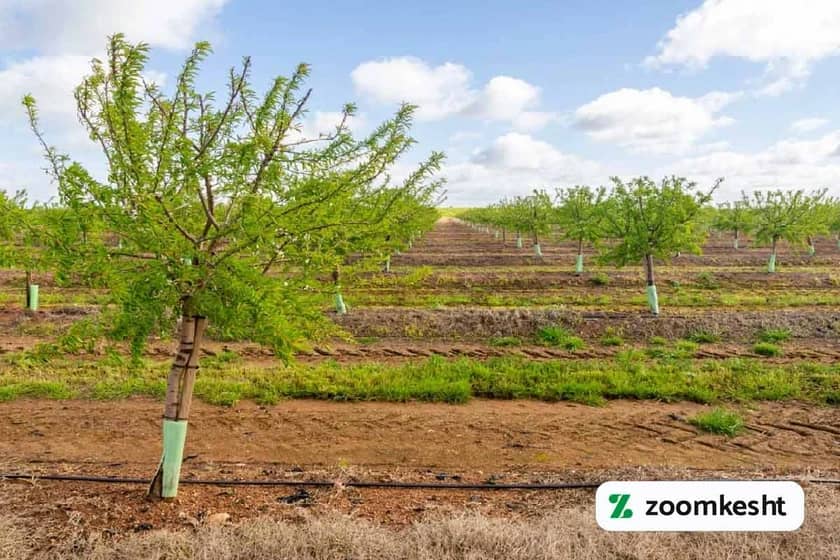 1765999545922-354776954.webp آبیاری درخت کیوی