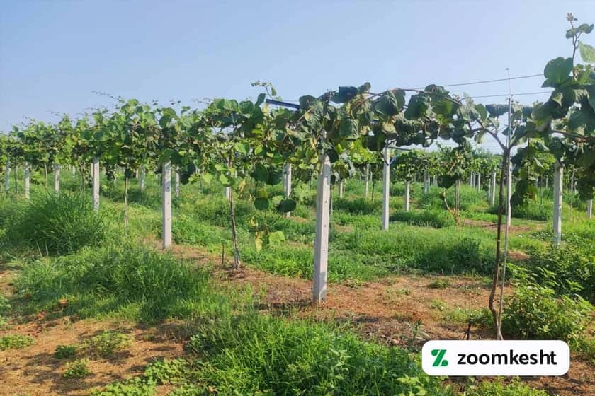 1765999549685-302473790.webp آبیاری درخت کیوی