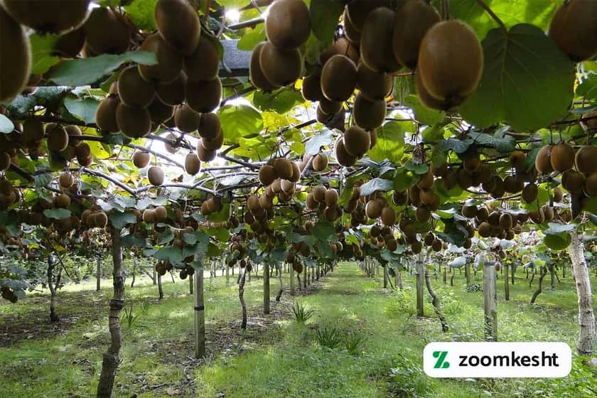 1765999551019-962293295.webp 1765999551019-962293295.webp