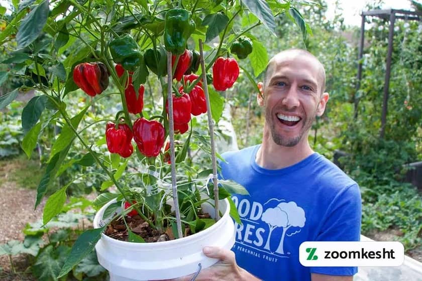 1765999554286-656026888.webp کاشت فلفل در گلدان