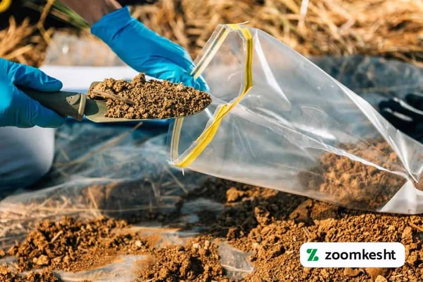 1765999558585-839417872.webp بهترین کود برای فلفل