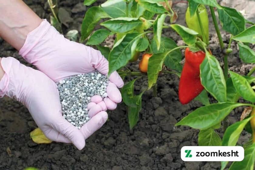 1765999561679-882183634.webp بهترین کود برای فلفل