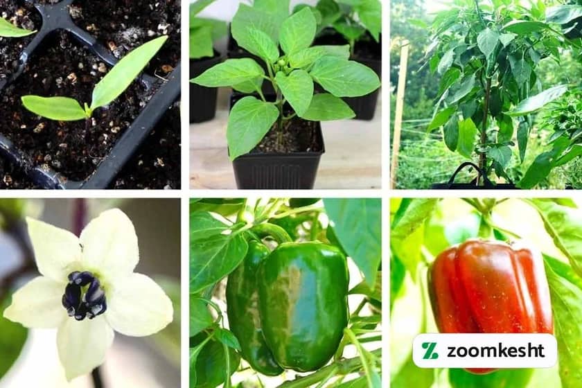 1765999562807-328149246.webp بهترین کود برای فلفل