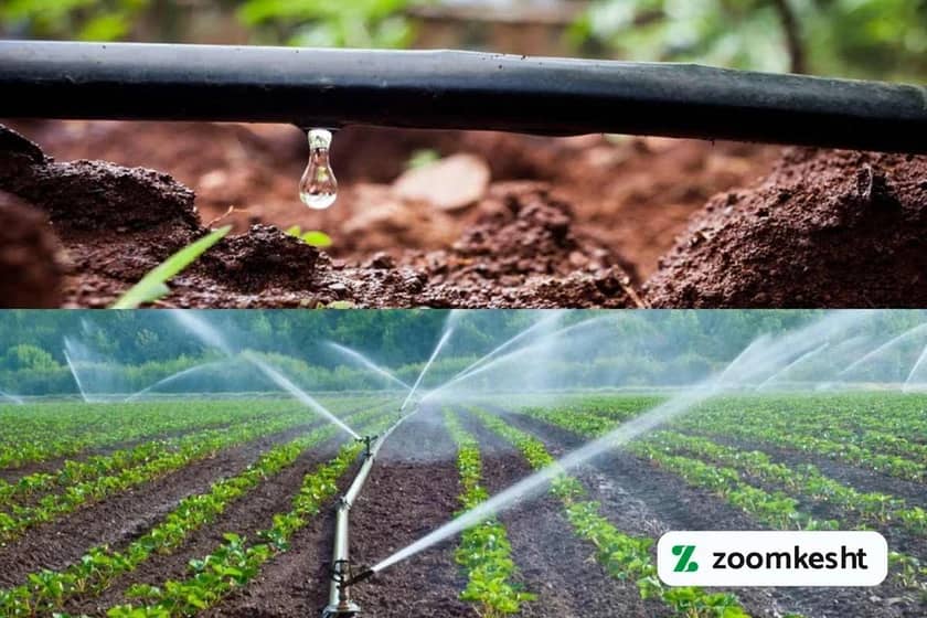 1765999569320-844432215.webp آبیاری پیاز