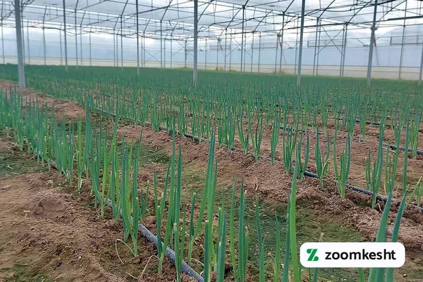 1765999570585-239696543.webp 1765999570585-239696543.webp