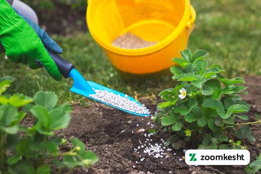 1765999573528-57537064.webp کوددهی توت فرنگی "بهترین کود برای توت فرنگی"