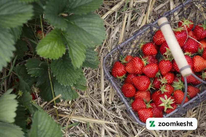 1765999574821-224704253.webp کوددهی پس از برداشت توت فرنگی