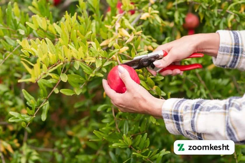 1765999577621-950271747.webp برداشت انار