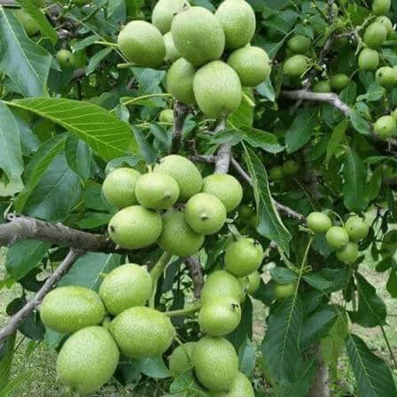 1765999586928-804070814.webp 7ویژگی اختصاصی رقم گردو ژنوتیپ رویال تیپ ۷