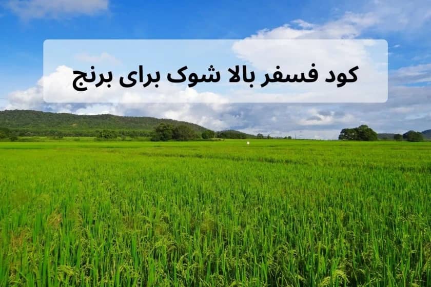 1765999593644-805280194.webp کود فسفر بالا شوک برای برنج