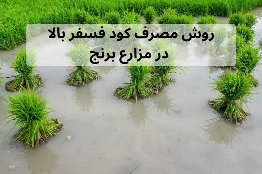 1765999595485-389618626.webp روش مصرف کود فسفر بالا در مزارع برنج