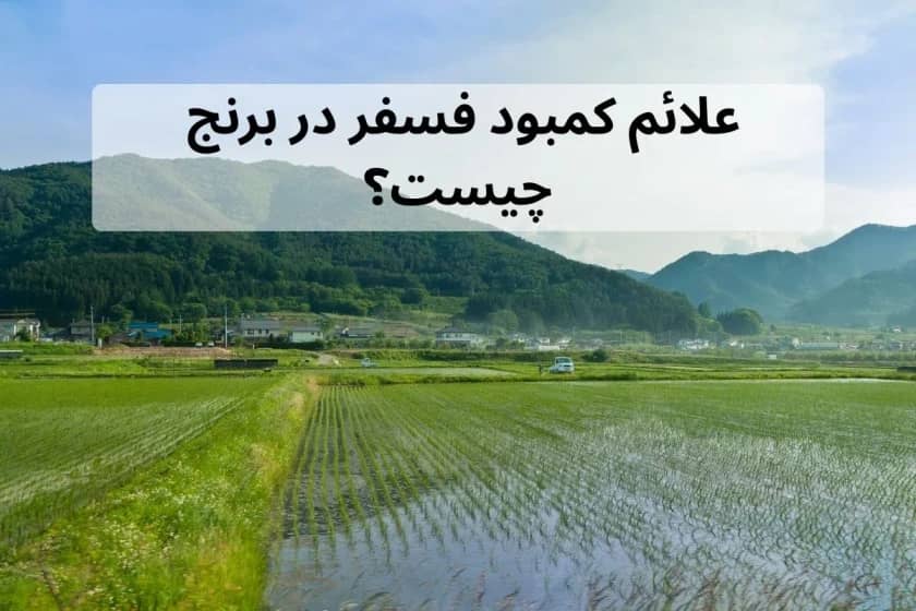 1765999597233-493730525.webp علائم کمبود فسفر در برنج چیست؟