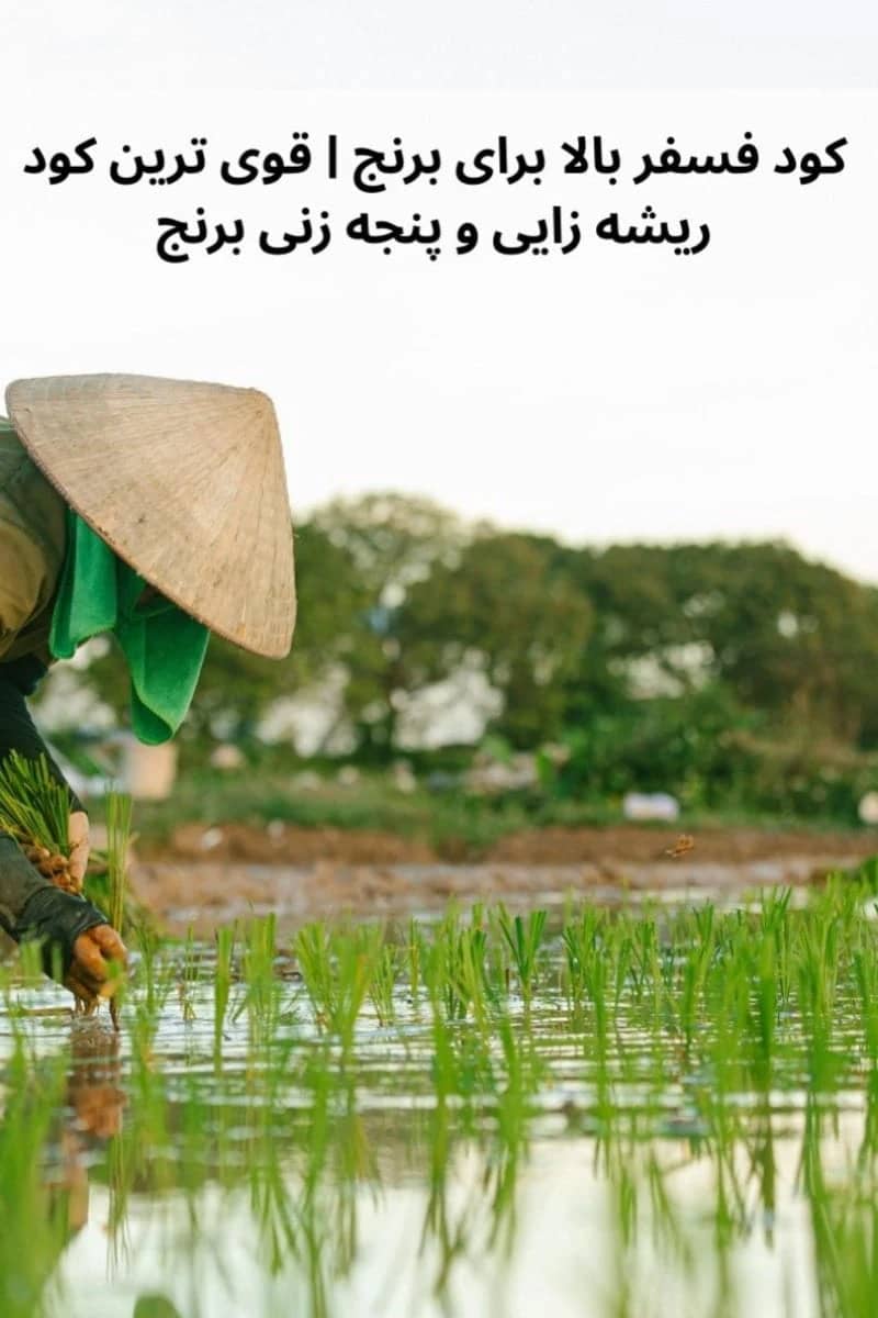 1765999598914-846296641.webp 1765999598914-846296641.webp